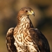 aguila_perdicera.jpg